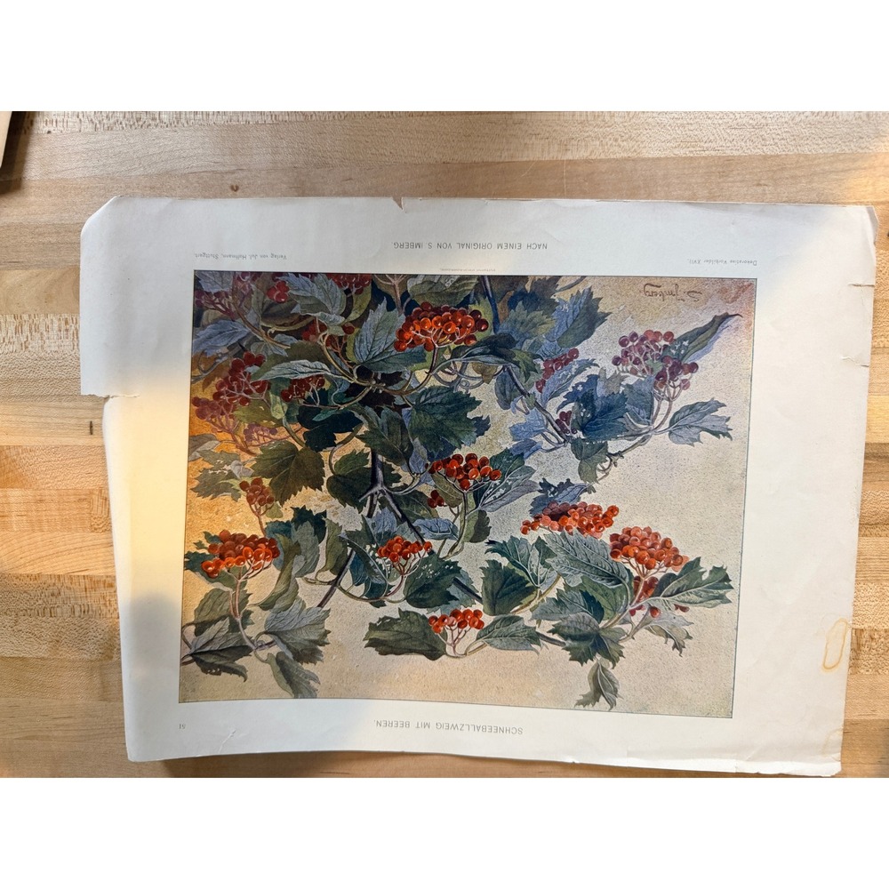 Antique S. Imberg Botanical Print Schneeballzweig mit Beeren German Lithograph